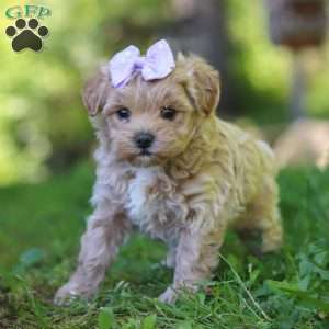 Haven, Maltipoo Puppy